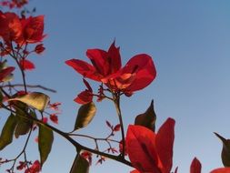 red bougainvillea in bloom at sky