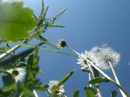 closeup photo of summer field plants