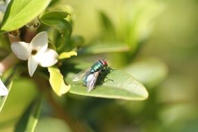 fly on green plant macro