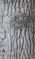 tree as a structure