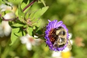 bee on the little purple flower