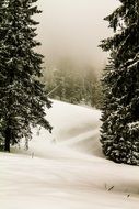 landscape of snowed covered forest in winter time