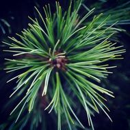 long green pine needles