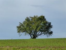 Photo of green tree on a green meadow