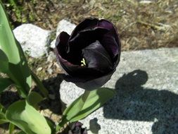 black tulip flower