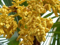flowering tree palm