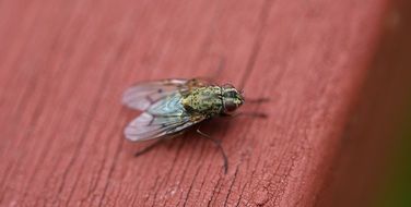fly on a painted surface