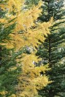 larch trees in autumn
