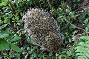 hedgehog hiding