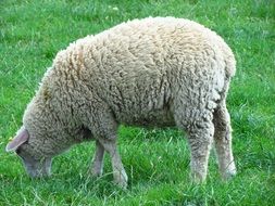 sheep is eating green grass