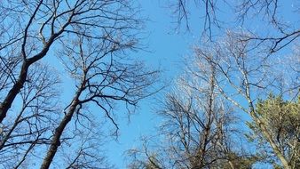 autumn trees against the blue sky in the park