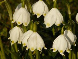 flowers blooming in the meadow in spring close-up on blurred background