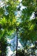 rain forest canopy