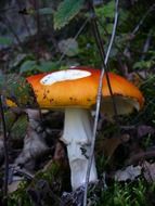 fly agaric toxic mushroom with white points