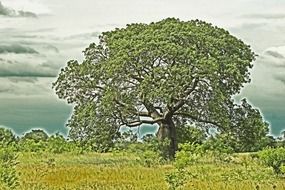 wide tree on meadow at clouds