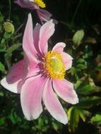 flower pink pale