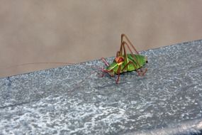 small grasshopper cloge up