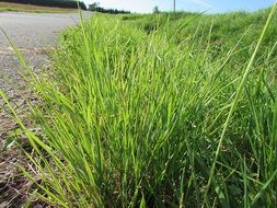 green grass close up