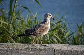 seagull walking