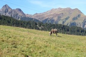 cow grazing on alpine mountain