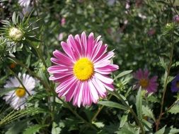 pink open aster flowers