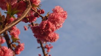 bright blooming flowers against the blue sky