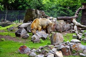 wild horned animal at the zoo