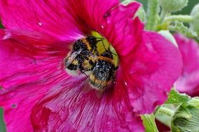 two bumblebees inside pink flower