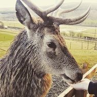 big horned deer in the pen close up