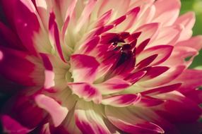 pink flower petals with white center close up