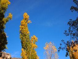 autumn trees in the forest against the blue sky
