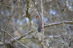 bird on bared tree