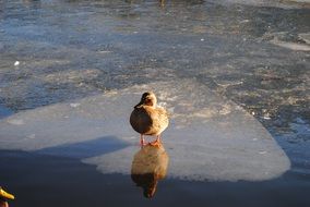 duck on a frozen lake