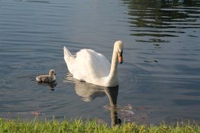 swan with chick on the lake in the park