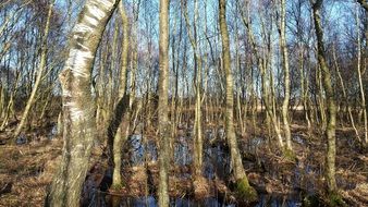 Forest in Zwillbrock