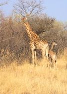 giraffes in a natural environment in south africa