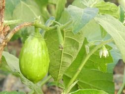 green eggplant on a bush close-up