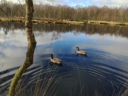 Two ducks floating on a calm lake