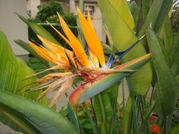 beautiful bird of paradise flower in the garden
