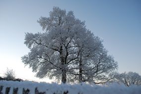 ice tree in the winter