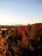 Trees in the autumn forest on the mountain