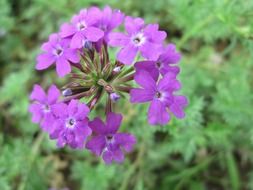 park pink flower