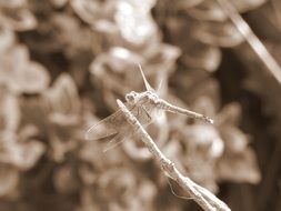 black and white photo of dragonfly and bushes