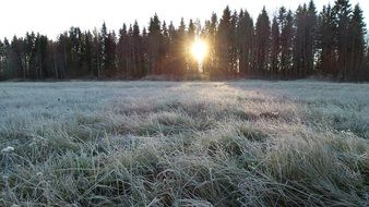landscape of forest and grass in frost