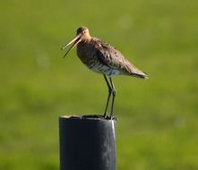 brown bird on the stump of the summer