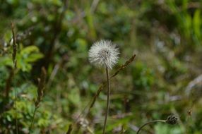 dandelion scoop fluff seeds bloom in garden