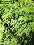 fern nature leaves