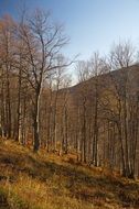 landscape of autumn forest slope