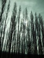 Landscape of the hight trees