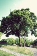tree with dense foliage